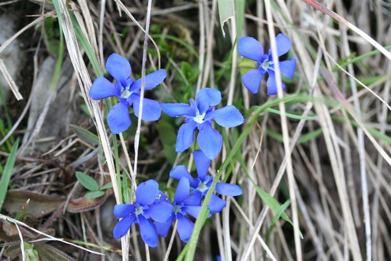 Gentiana verna s.l.